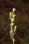 Downy ragged goldenrod